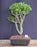 Baby Jade Bonsai Tree-(Portulacaria Afra)