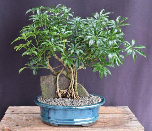 Hawaiian Umbrella Bonsai Tree-Root Over Rock-(arboricola schfflera)