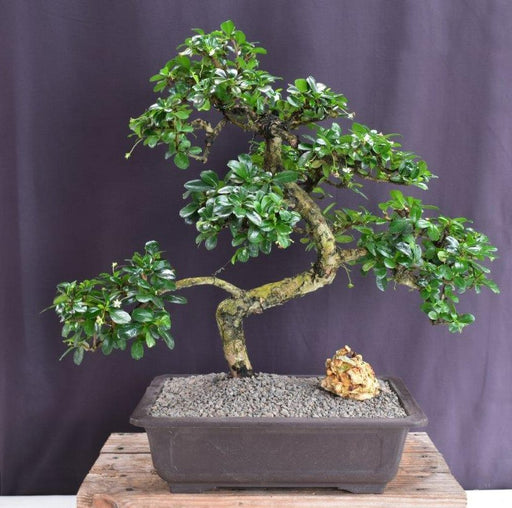 Flowering Fukien Tea Bonsai Tree-Curved Trunk Style-(ehretia microphylla)