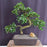 Flowering Fukien Tea Bonsai Tree-Curved Trunk Style-(ehretia microphylla)9