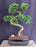 Flowering Fukien Tea Bonsai Tree-Curved Trunk Style-(ehretia microphylla)