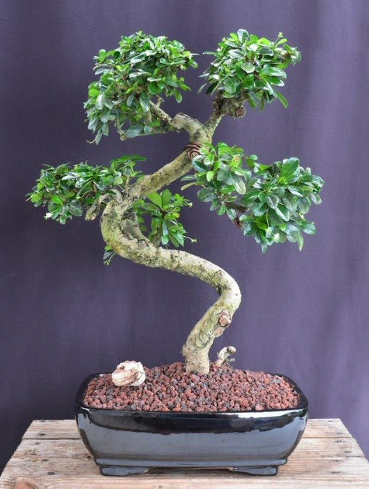 Flowering Fukien Tea Bonsai Tree-Curved Trunk Style-(ehretia microphylla)