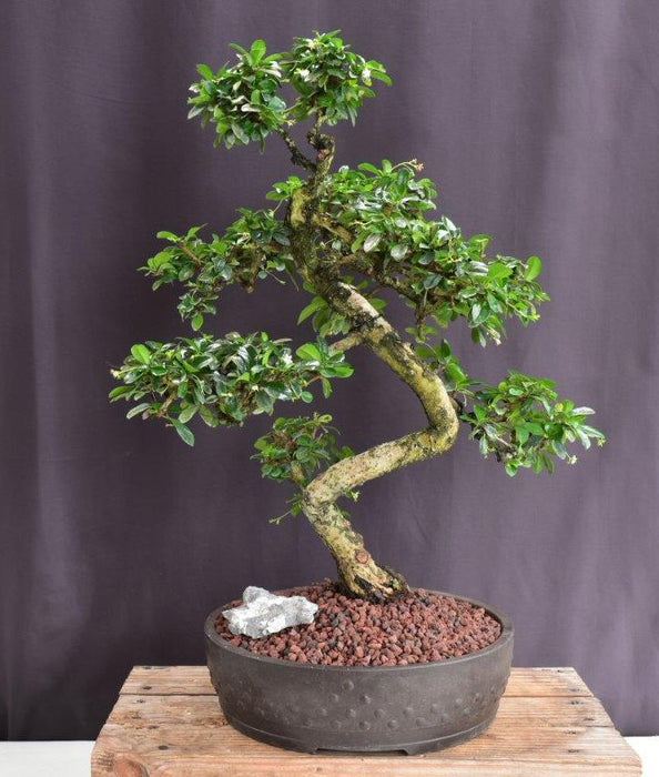 Flowering Fukien Tea Bonsai Tree-Curved Trunk & Tiered Branching-(ehretia microphylla)