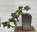 Green Emerald Ficus Bonsai Tree-Cascade Style-(ficus microcarpa)