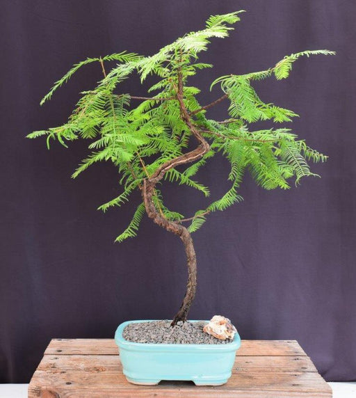 Trained Redwood Bonsai Tree-(metasequoia glyptostroboides)