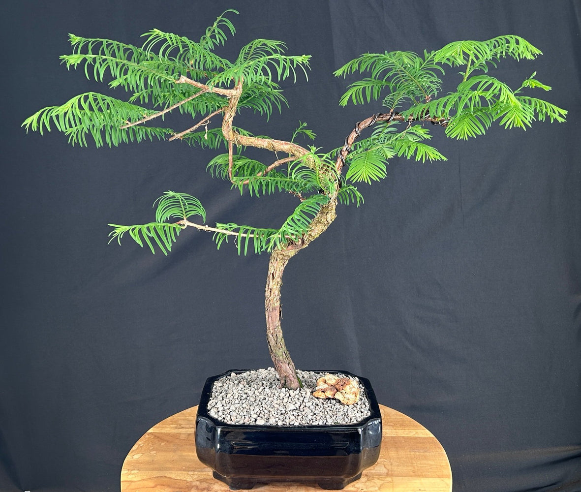 Trained Redwood Bonsai Tree-(metasequoia glyptostroboides)