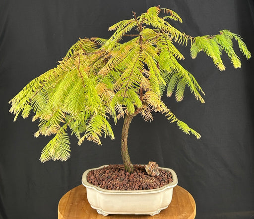 Trained Redwood Bonsai Tree-(metasequoia glyptostroboides)
