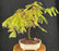 Trained Redwood Bonsai Tree-(metasequoia glyptostroboides)