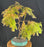 Trained Redwood Bonsai Tree-(metasequoia glyptostroboides)