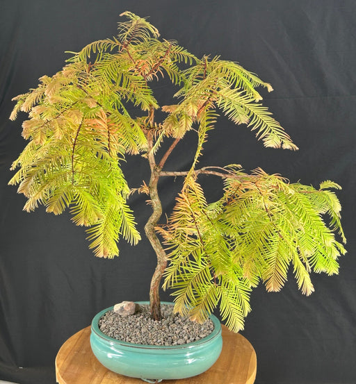 Trained Redwood Bonsai Tree-(metasequoia glyptostroboides)