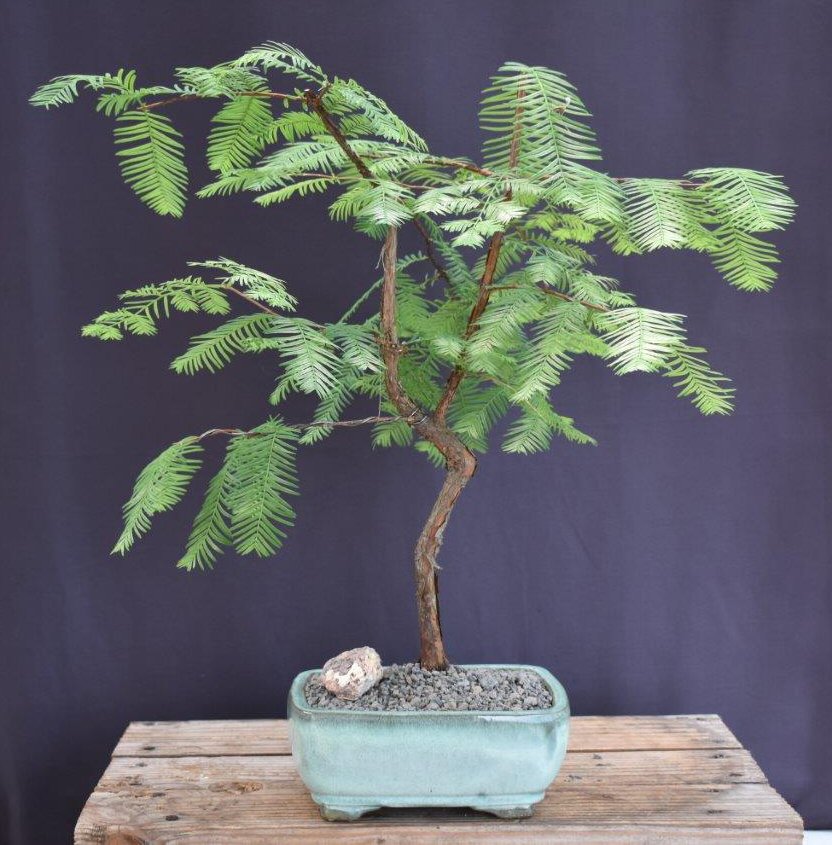 Trained Redwood Bonsai Tree-(metasequoia glyptostroboides)