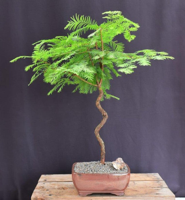 Trained Redwood Bonsai Tree-(metasequoia glyptostroboides)