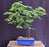 Trained Redwood Bonsai Tree-(metasequoia glyptostroboides)