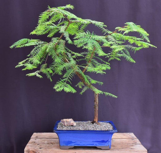 Trained Redwood Bonsai Tree-(metasequoia glyptostroboides)