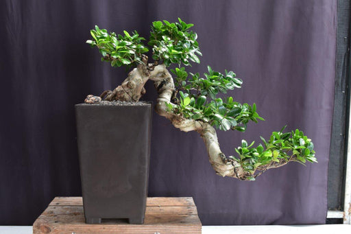 Green Emerald Ficus Bonsai Tree -Cascade Style-(ficus microcarpa)