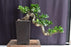 Green Emerald Ficus Bonsai Tree-Cascade Style-(ficus microcarpa)