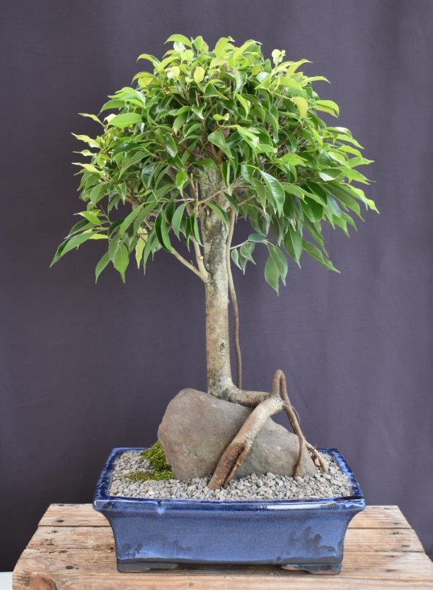 Ficus Philippinensis Bonsai Tree-Root Over Rock Style-(ficus philippenensis)