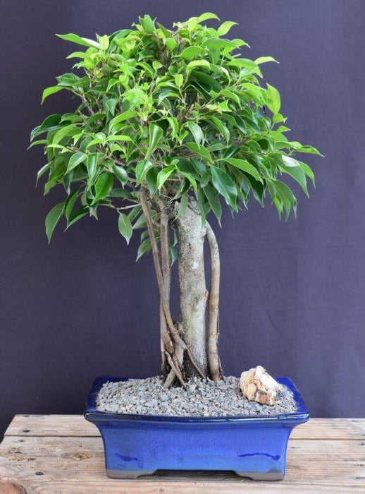 Ficus Philippinensis Bonsai Tree-(ficus philippenensis)