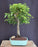 Ficus Philippinensis Bonsai Tree-(ficus philippenensis)