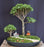 Baby Jade Bonsai Tree Group-Autumn Landscape Scene-(Portulacaria Afra)