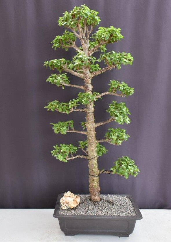 Baby Jade Bonsai Tree-(Portulacaria Afra)