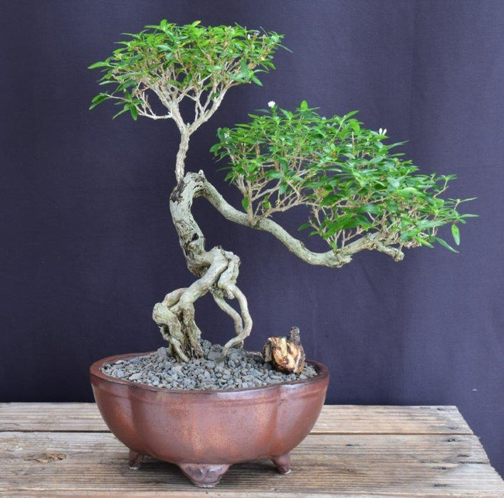 Chinese Flowering White Serissa -Bonsai Tree of a Thousand Stars-Exposed Roots-(serissa japonica)