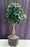 Hawaiian Umbrella Bonsai Tree -Braided Trunk -(Arboricola Schefflera 'Luseanne')