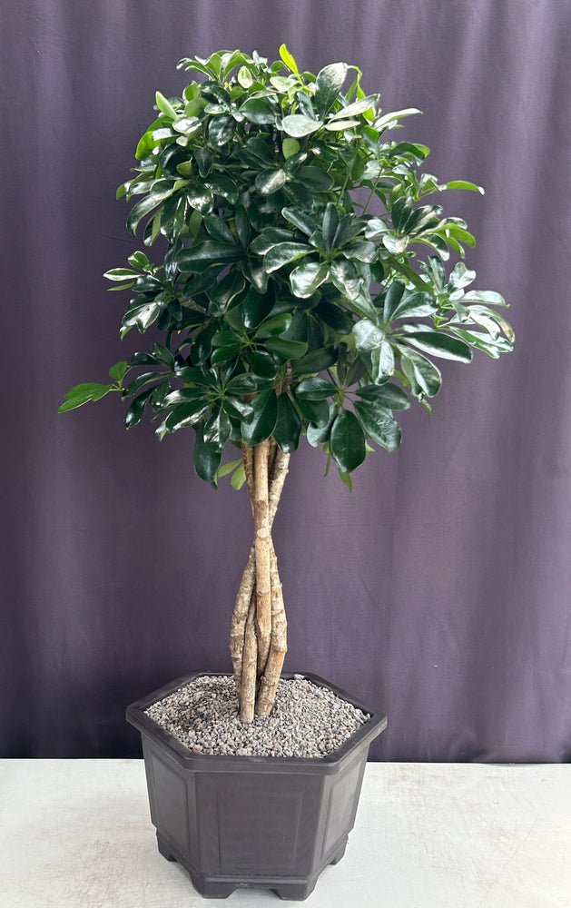 Hawaiian Umbrella Bonsai Tree -Braided Trunk -(Arboricola Schefflera 'Luseanne')