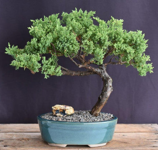 Juniper Bonsai Tree - Trained -(juniper procumbens nana)