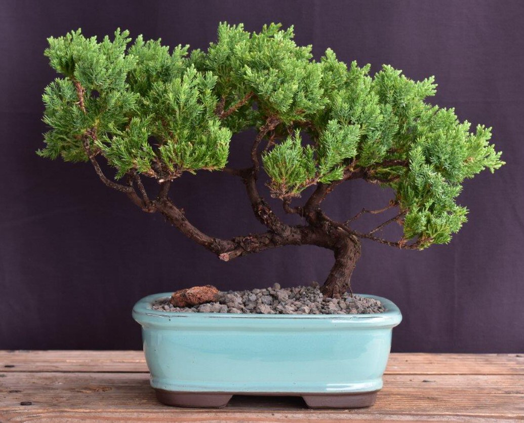 Juniper Bonsai Tree - Trained -(juniper procumbens nana)