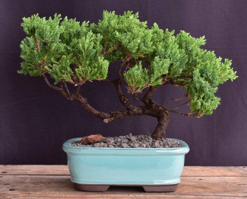 Juniper Bonsai Tree - Trained -(juniper procumbens nana)