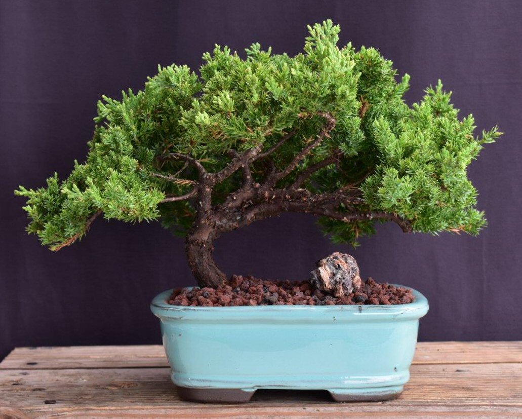 Juniper Bonsai Tree - Trained -(juniper procumbens nana)