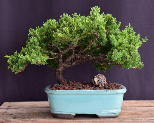 Juniper Bonsai Tree - Trained -(juniper procumbens nana)