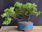 Juniper Bonsai Tree - Trained -(juniper procumbens nana)