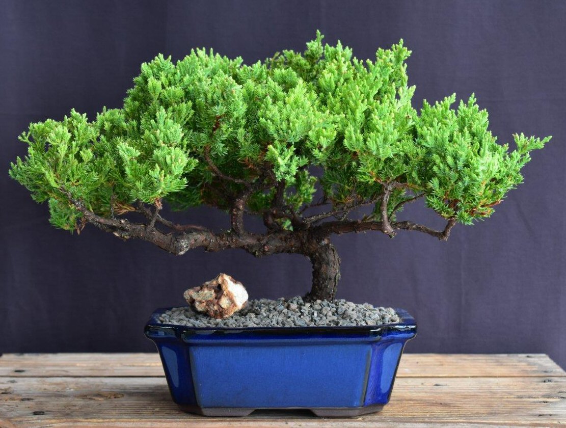 Juniper Bonsai Tree - Trained -(juniper procumbens nana)