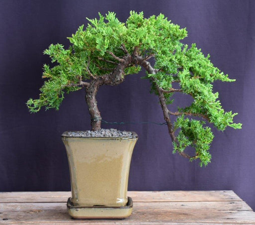 Juniper Bonsai Tree - Cascade Style -(juniper procumbens nana)