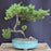 Juniper Bonsai Tree - Trained -(juniper procumbens nana)