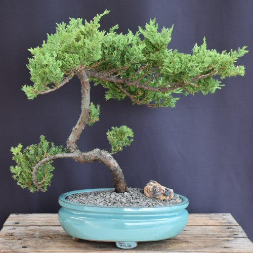 Juniper Bonsai Tree - Trained -(juniper procumbens nana)