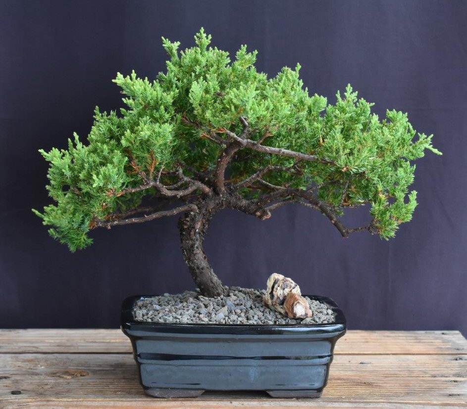 Juniper Bonsai Tree - Trained -(juniper procumbens nana)