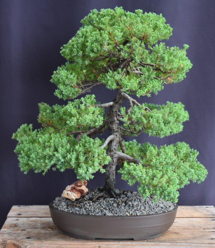 Juniper Bonsai Tree - Trained -(juniper procumbens nana)