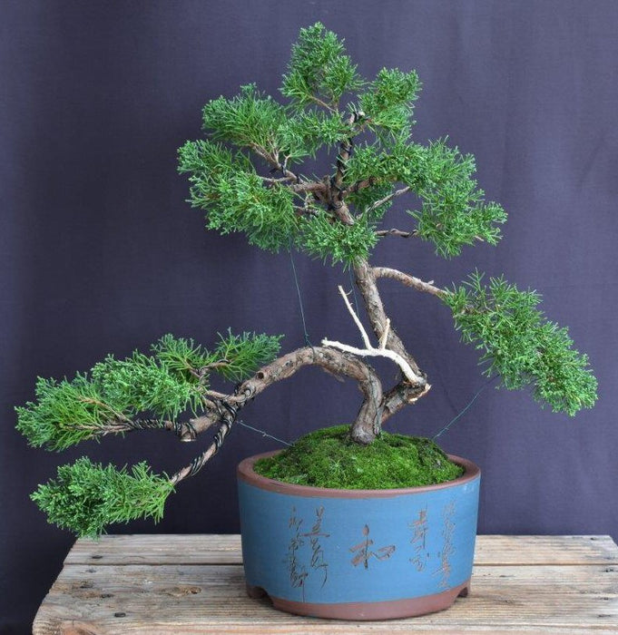 Shimpaku Juniper Bonsai Tree-Trained in Jin Style-(juniper chinensis 'shimpaku')