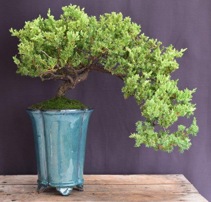 Juniper Bonsai Tree - Trained -(juniper procumbens nana)