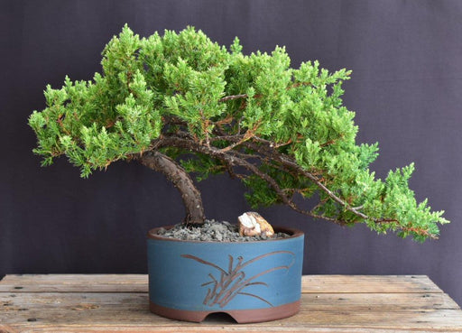 Juniper Bonsai Tree - Trained -(juniper procumbens nana)