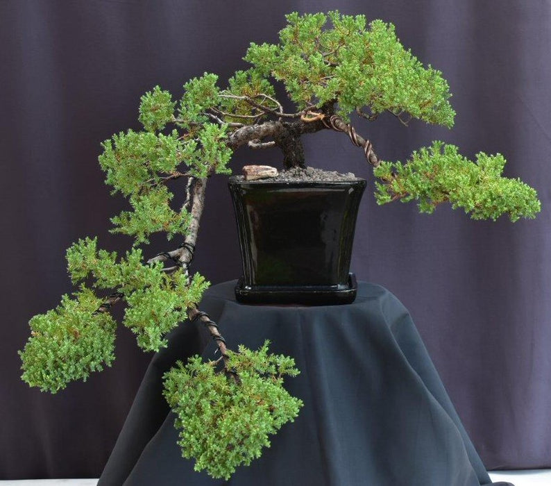 Juniper Bonsai Tree - Cascade Style-(juniper procumbens nana)