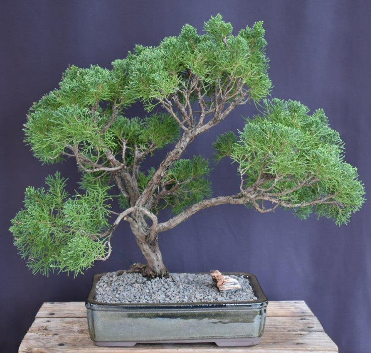 Trained Shimpaku Juniper Bonsai Tree-(juniper chinensis 'shimpaku')