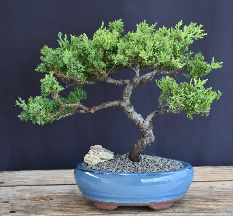 Juniper Bonsai Tree - Trained -(juniper procumbens nana)