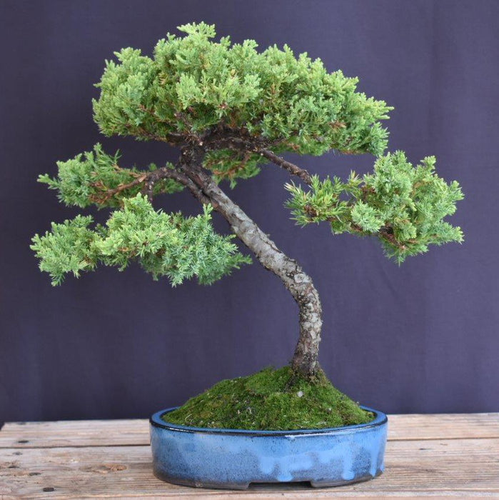 Juniper Bonsai Tree - Trained -(juniper procumbens nana)