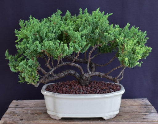 Juniper Bonsai Tree - Trained -(juniper procumbens nana)