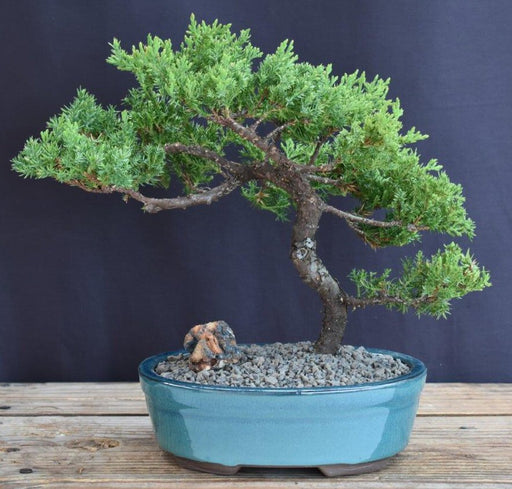 Juniper Bonsai Tree - Trained -(juniper procumbens nana)