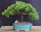 Juniper Bonsai Tree - Trained -(juniper procumbens nana)